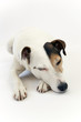 Jack russell endormi