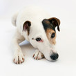 Portrait d'un Jack russell