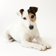 Jack russell couché Jack russell couché