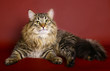 Siberian cat on burgundy background Siberian cat on burgundy background