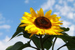 Sonnenblumen