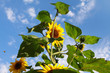 Sonnenblumen