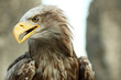 Sea eagle with open beak, eagle, Haliaeetus albicilla Sea eagle with open beak, eagle, Haliaeetus albicilla