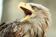 Sea eagle with open beak, eagle, Haliaeetus albicilla