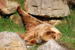 Il riposo dell'orso