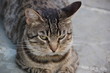 Il gatto