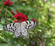 Beautiful big butterfly