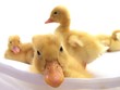 ducklings