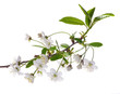 green leaves and white cherry tree flowers green leaves and white cherry tree flowers