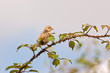 Streaked Fantail Warbler (Cisticola juncidis) on a branch Streaked Fantail Warbler (Cisticola juncidis) on a branch