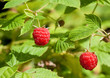 Ripe raspberry