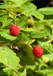 Ripe raspberry