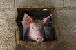 porc fermier