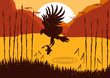 Osprey Hunting Fish In Wild Na...