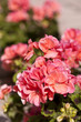 Géranium rose sur une terrasse Géranium rose sur une terrasse