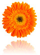 Gerbera flower isolated on white