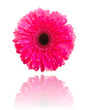 Gerbera flower isolated on white