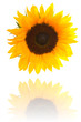 Sunflower isolated on white