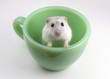 Hamster in cup