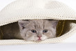 British Kurzhaar Kitten im Beutel