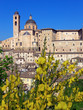 urbino