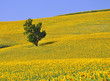sunflower field