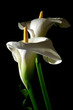 Calla