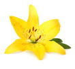 lily flower isolated on whit