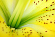 flower closeup background