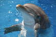 Foto: Dolphin Dolphin