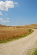 crete senesi - campi di grano con sentiero