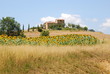 crete senesi, campo di girasoli