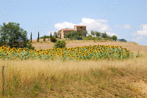 Photo: crete senesi, campo di girasoli crete senesi, campo di girasoli