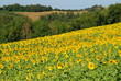 girasoli- sunflowers