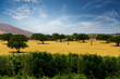 Olive trees