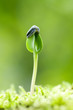 ヒマワリの発芽
