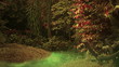 Mystical forest loop, hd