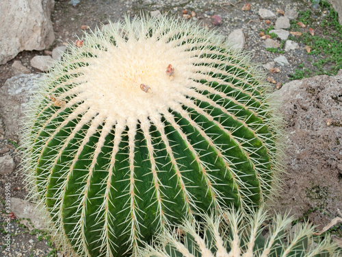 Photo: Goldkugelkaktus - Echinocactus grusonii Goldkugelkaktus - Echinocactus grusonii