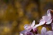 Blutpflaumenblüten Hintergrund
