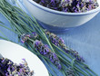 Lavendel