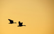Die Gänse - Geese