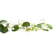 white flowers of Stephanotis