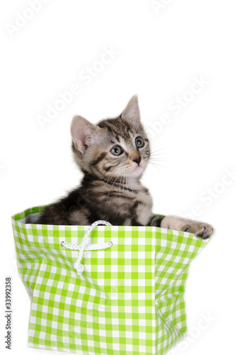 Photo: Gattino tigrato nel sacchetto verde Gattino tigrato nel sacchetto verde