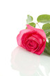 Single Red Rose