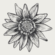 floral design element, engraved retro style floral design element, engraved retro style