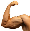 strong biceps