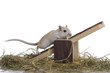 Foto: Gerbil auf Wippe, Gerbil on rocker. Gerbil auf Wippe, Gerbil on rocker.