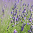 Branches of flowering lavender Branches of flowering lavender