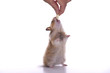 Goldhamster streckt sich nach Futter