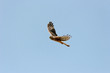 Circus cyaneus - Busard Saint-Martin - Northern Harrier